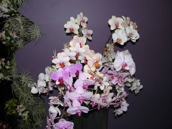 kytice Phalaenopsis