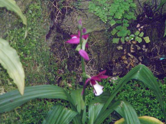 Orchidej