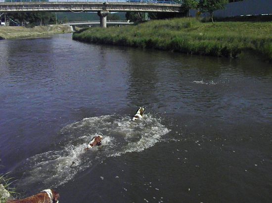 Ellen skáče do řeky Jihlavy pro dumík.
