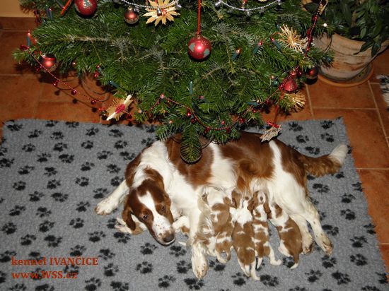 Arwen se štěňátky pod vánočním stromečkem