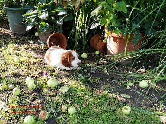 Na zahradě pod jabloní