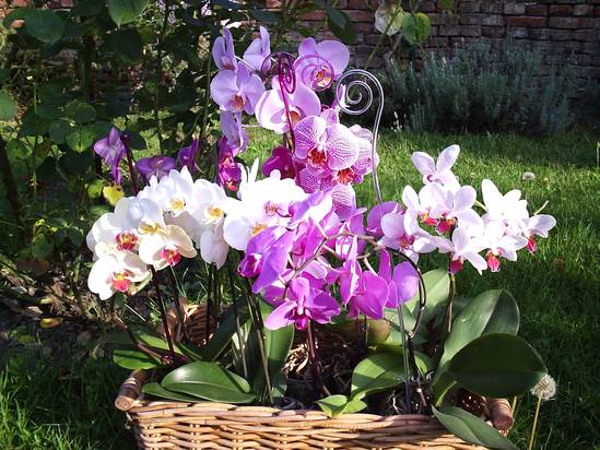 Koš orchidejí