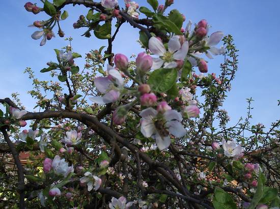 Kvetoucí jabloň před modrou oblohou